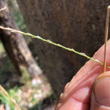 صورة Digitaria breviglumis (Domin) Henrard