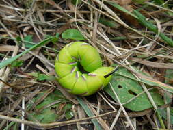 Image of privet hawk-moth