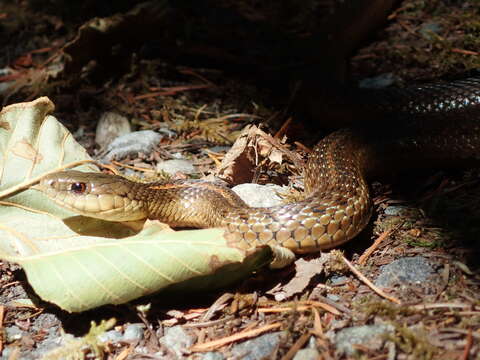 Image of Northwestern Garter Snake