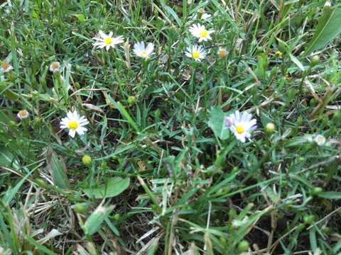 Image of Lawn American-Aster