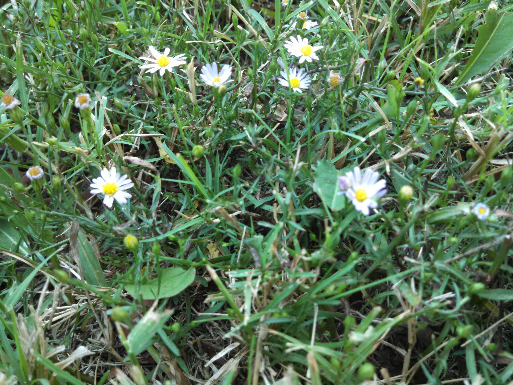 Слика од Symphyotrichum subulatum var. ligulatum S. D. Sundberg