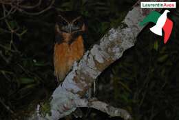 Image of Tawny-browed Owl