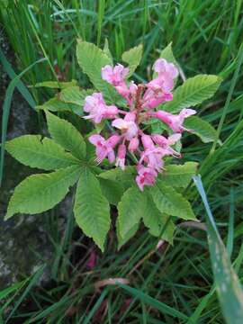 Imagem de Aesculus carnea Hayne