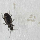 صورة Bembidion (Plataphus) quadrifoveolatum Mannerheim 1843