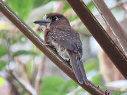 Image of Moustached Puffbird