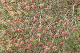 Sivun Callistemon wimmerensis Marriott & G. W. Carr kuva