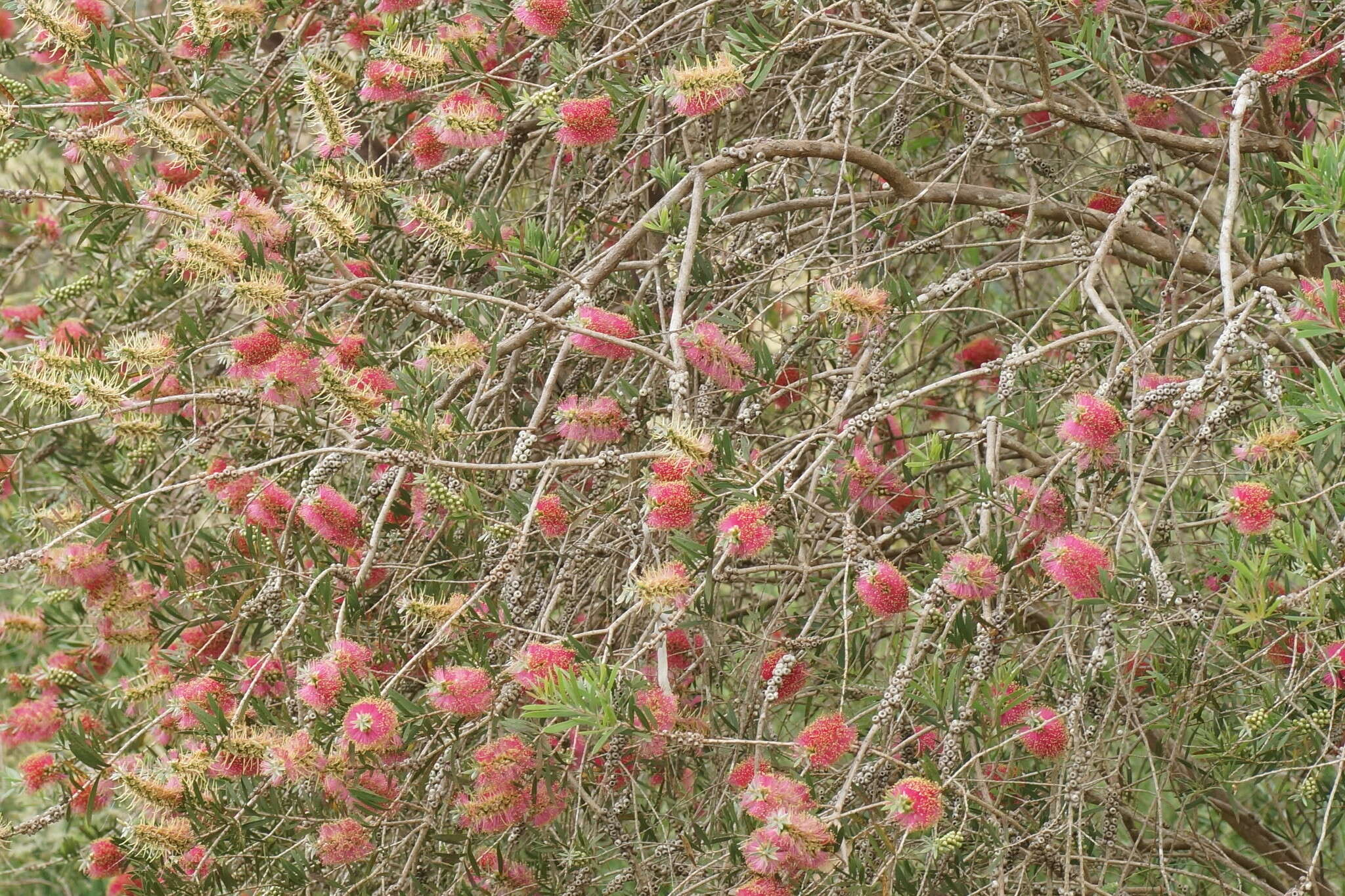 Imagem de Callistemon wimmerensis Marriott & G. W. Carr