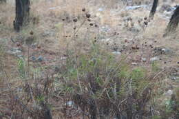 Слика од Ptilostemon chamaepeuce (L.) Less.