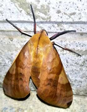 Image of <i>Clanis bilineata formosana</i> Gehlen. 1941