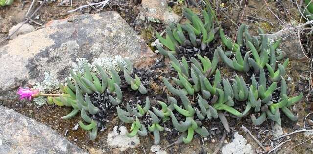 Слика од Cephalophyllum curtophyllum (L. Bol.) Schwant.