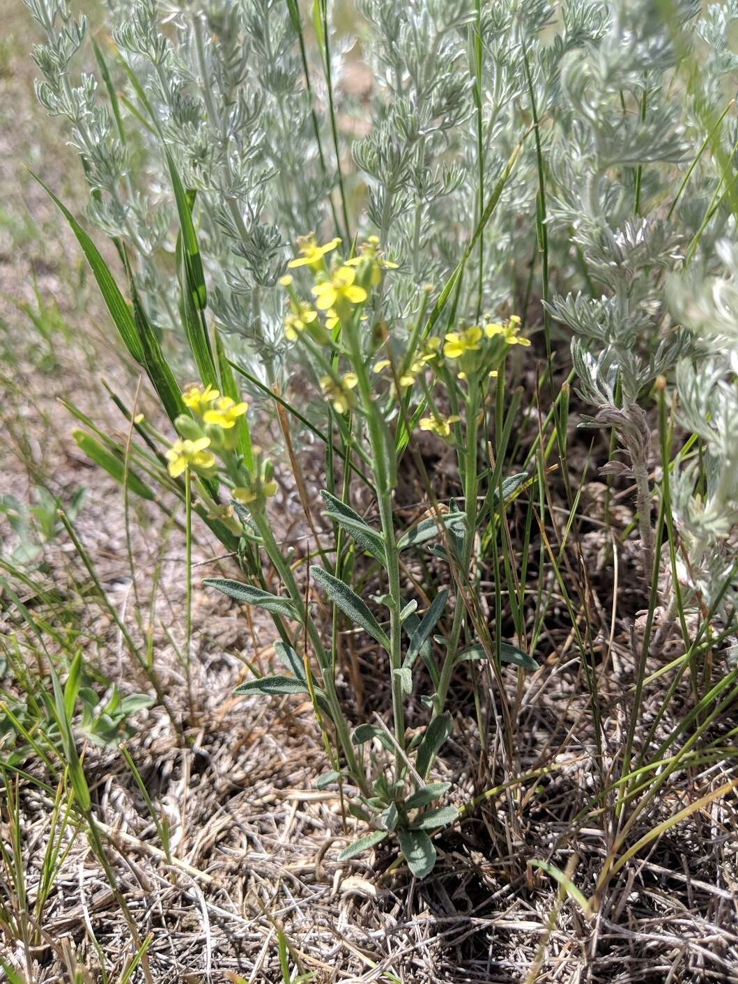 Image of shy wallflower