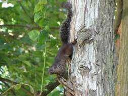 Image of Mutable Sun Squirrel