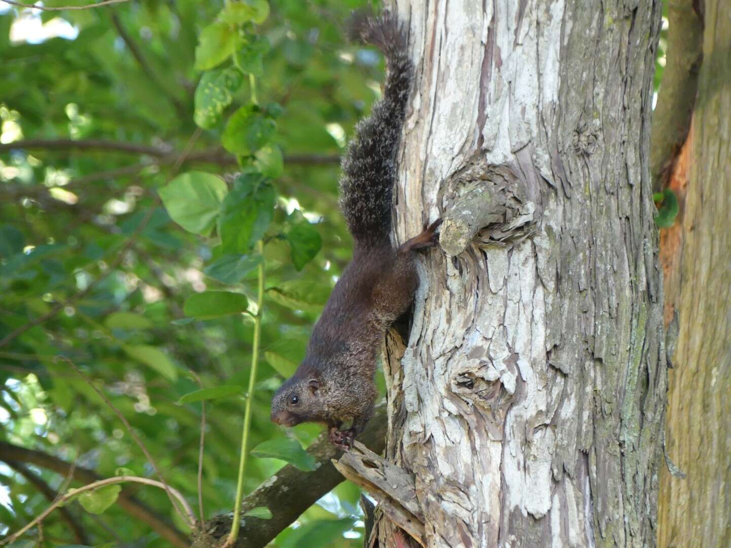 Image of Mutable Sun Squirrel