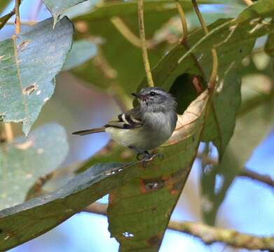 Image of White-tailed Tyrannulet