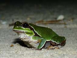 Image of Pine Barrens Treefrog