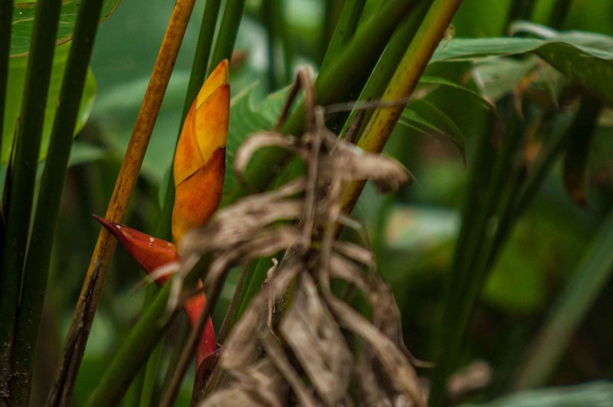 Image of Heliconia uxpanapensis C. Gut. Báez