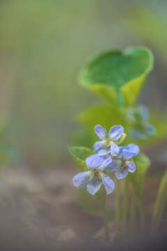 Слика од Viola mirabilis L.