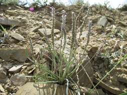 Imagem de Plantago krascheninnikovii C. Sergievsk.