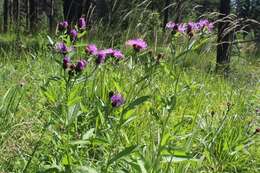 Image of Centaurea jacea subsp. jacea