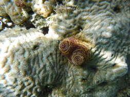 Image of Christmas tree worm