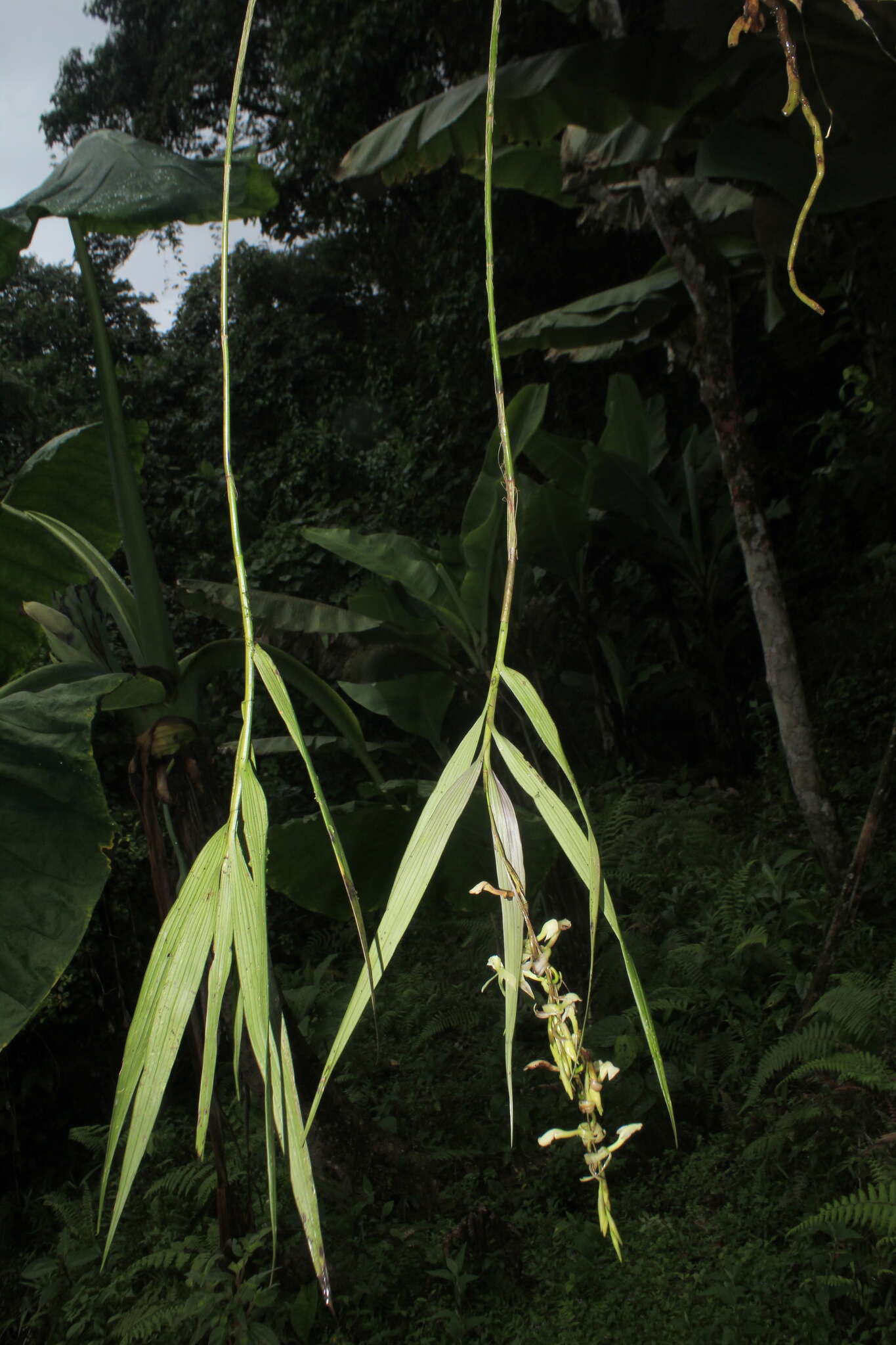 Image of Epidendrum hymenodes Lindl.