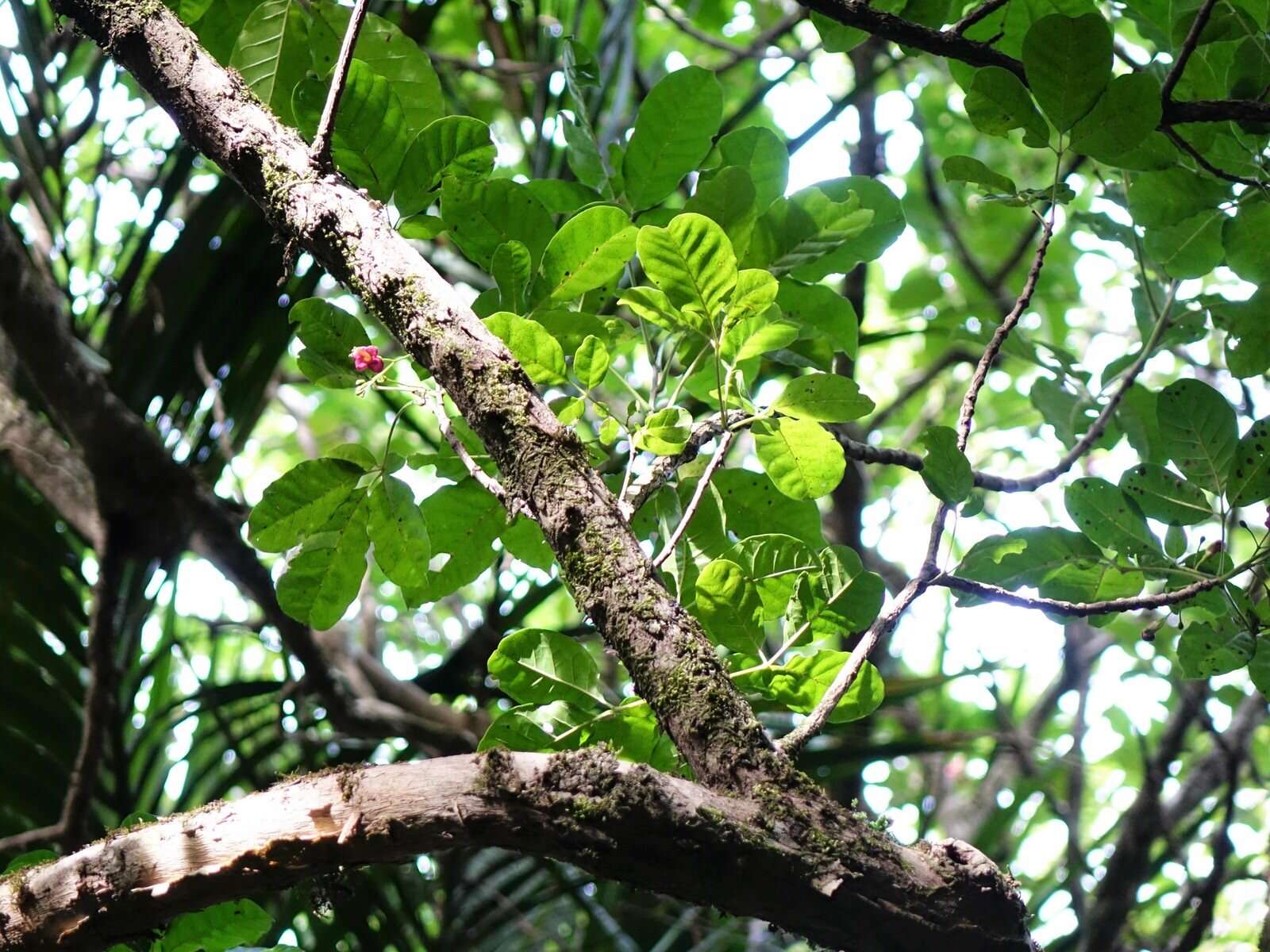 Image of Vitex lucens Kirk