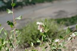 Image of Atraphaxis daghestanica (O. Lovelius) O. Lovelius