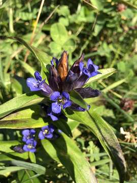 Image of Cross gentian