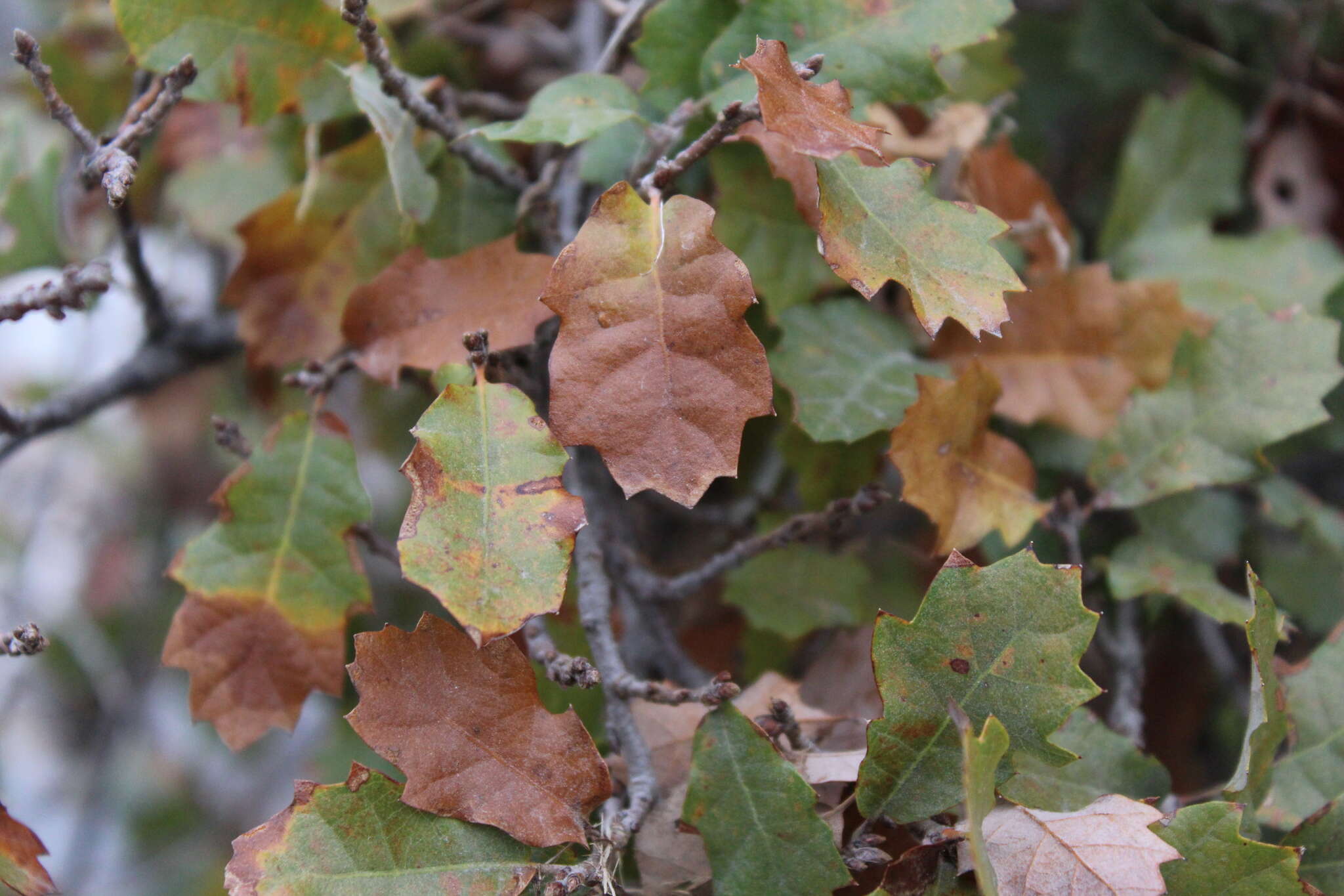 صورة Quercus pungens Liebm.