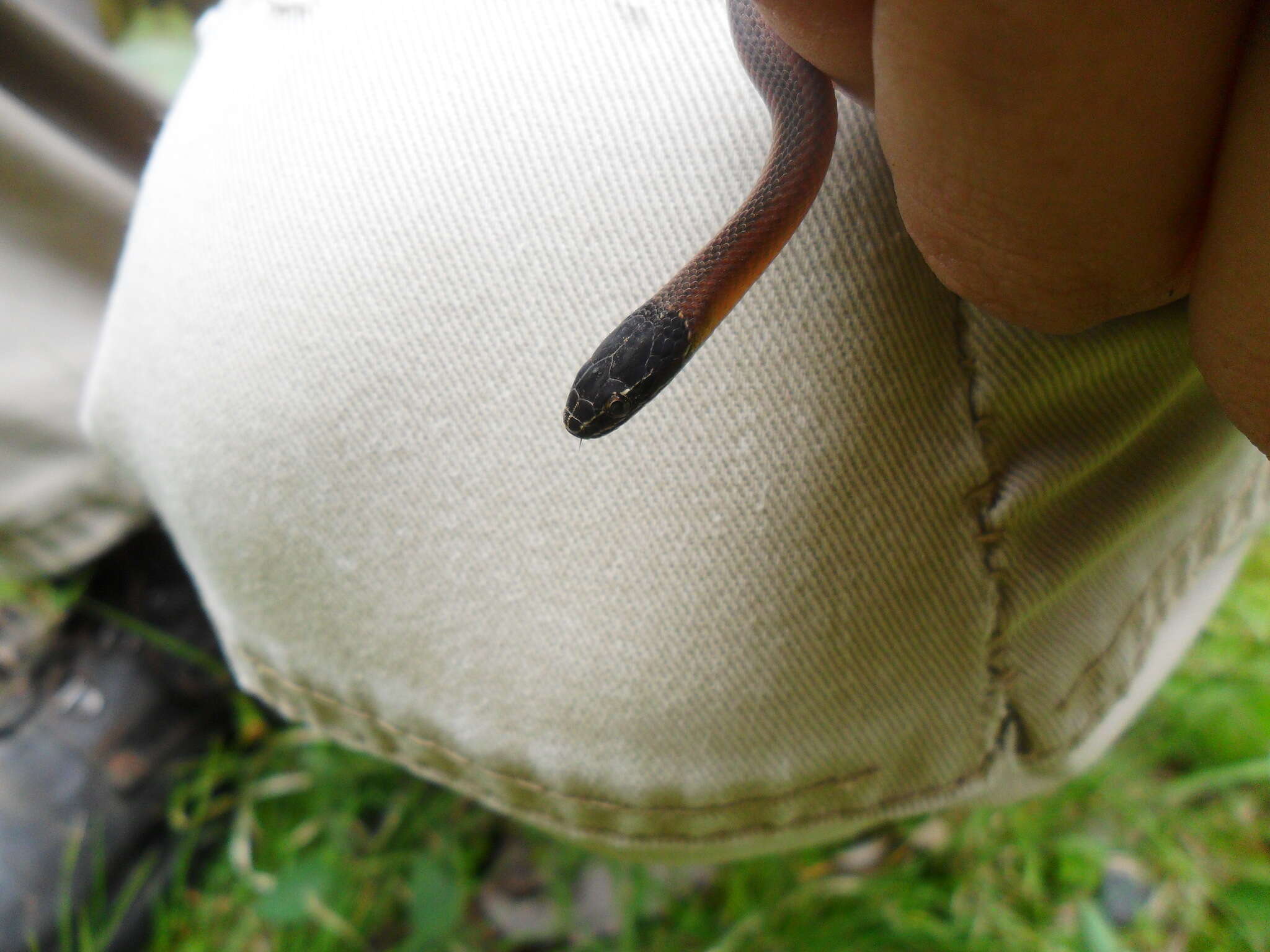 Image of Crowned Graceful Brown Snake