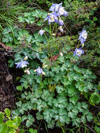 Image of Aquilegia bernardii Gren. & Godron