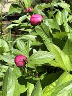 Image of Common Peony