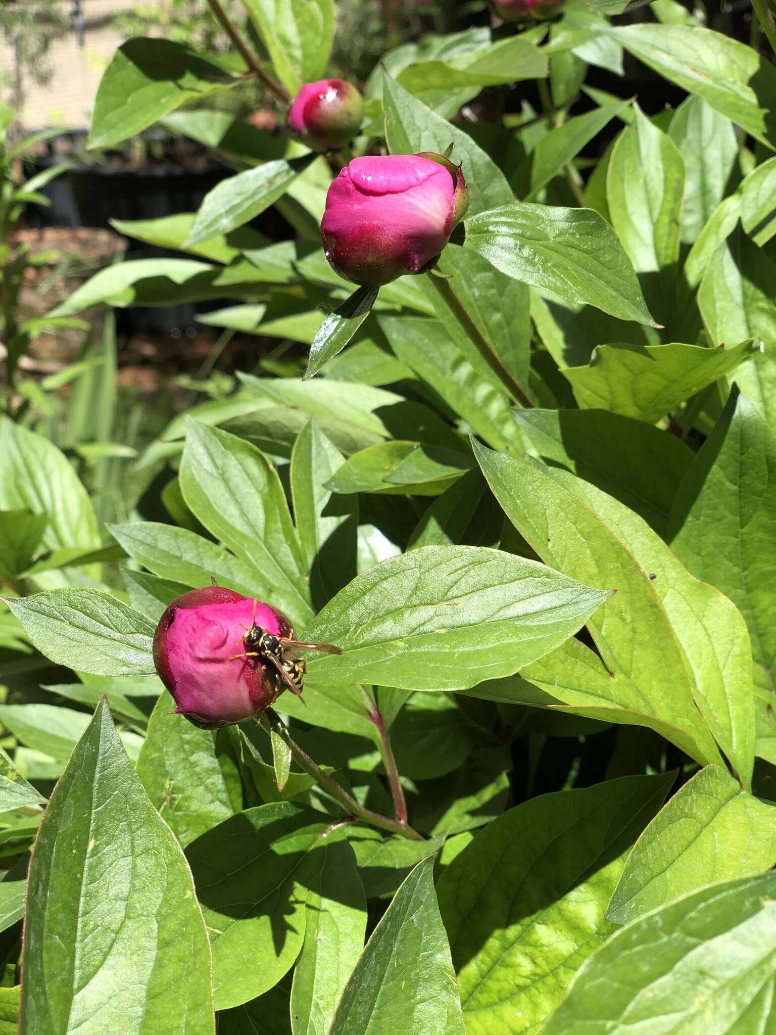 Image of Common Peony