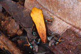 Image of Blue-legged mantella