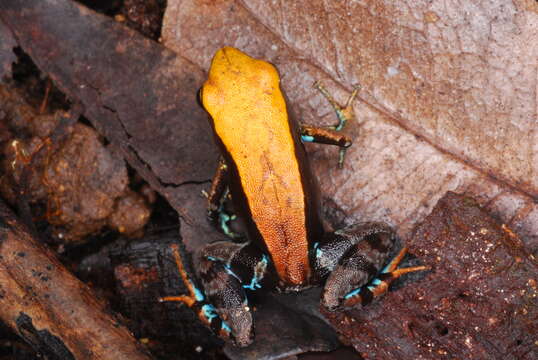 Image of Blue-legged mantella