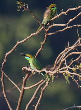 Image of Asian Green Bee-eater