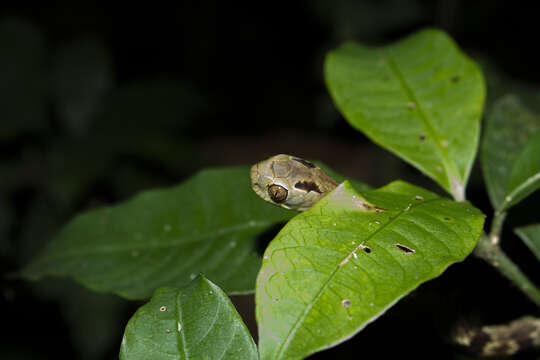 Image of Sauvage's Snail-eater