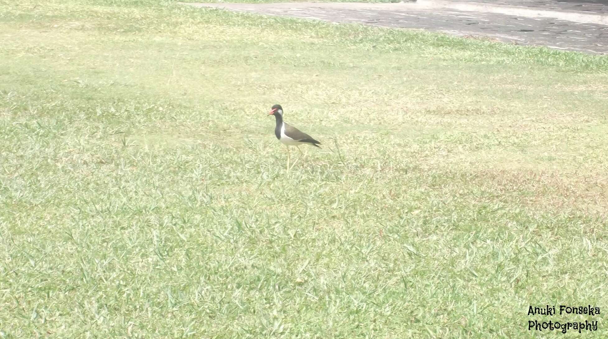 Image of Red-wattled Lapwing