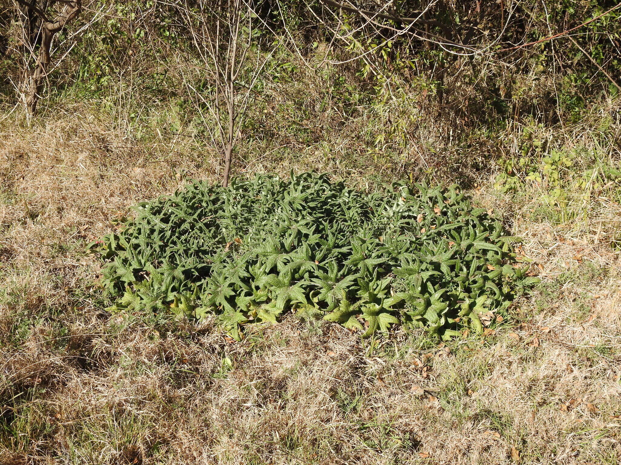 Image of <i>Cirsium <i>vulgare</i></i> subsp. vulgare