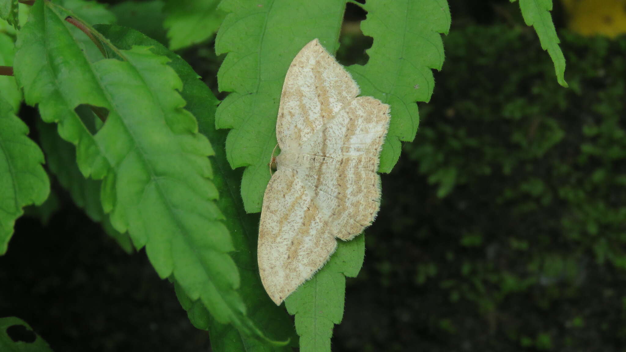 Image of <i>Calletaera obliquata</i>