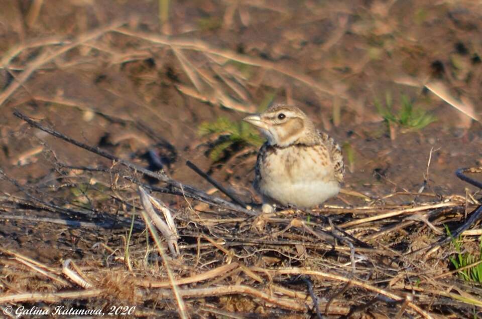 Image of Bimaculated Lark