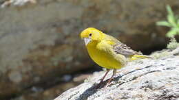 Image of Greater Yellow Finch