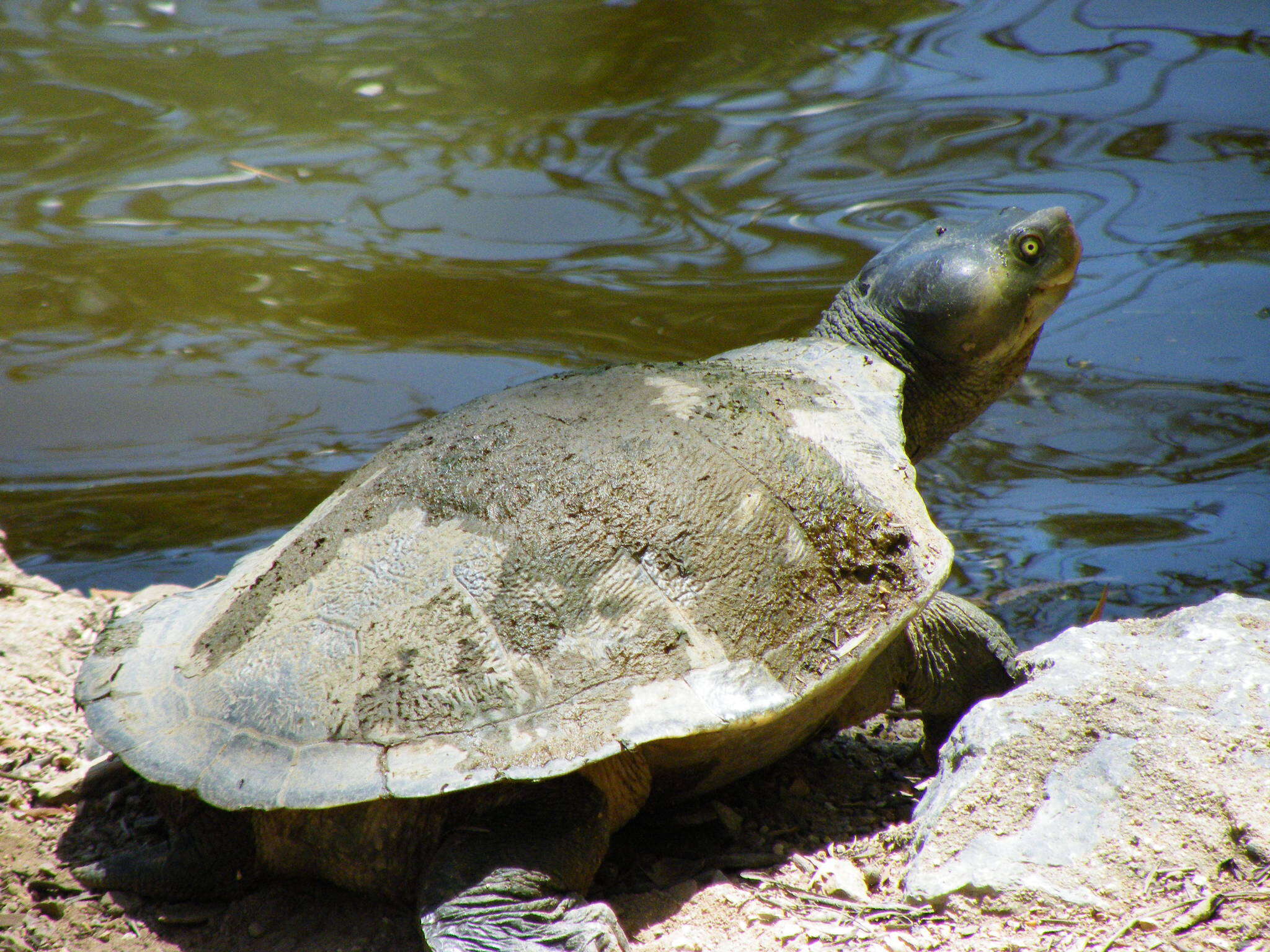 Image of Krefft's Short-necked Turtle
