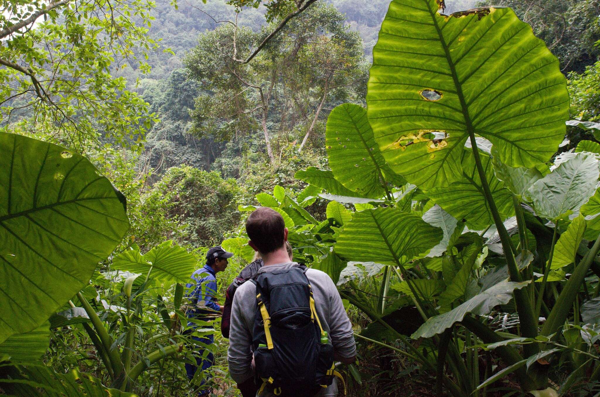 Image of Leucocasia