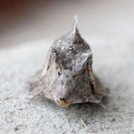 Image of Triangular boxfish