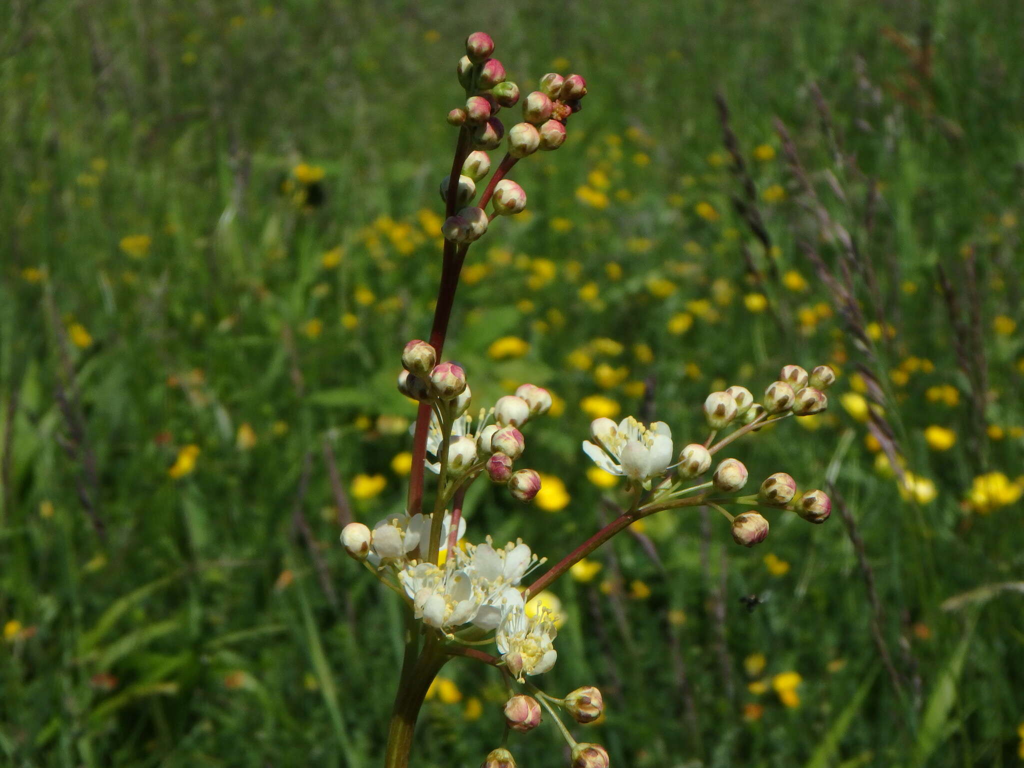 Imagem de Filipendula vulgaris Moench