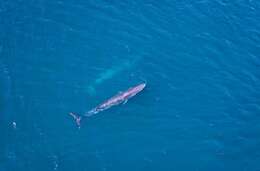 Image of Bryde's whale