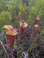 Image of <i>Sarracenia flava</i> var. <i>rubricorpora</i>