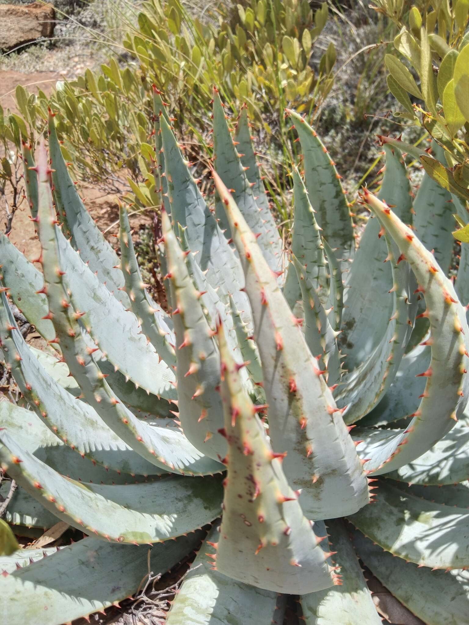 صورة Aloe peglerae Schönland