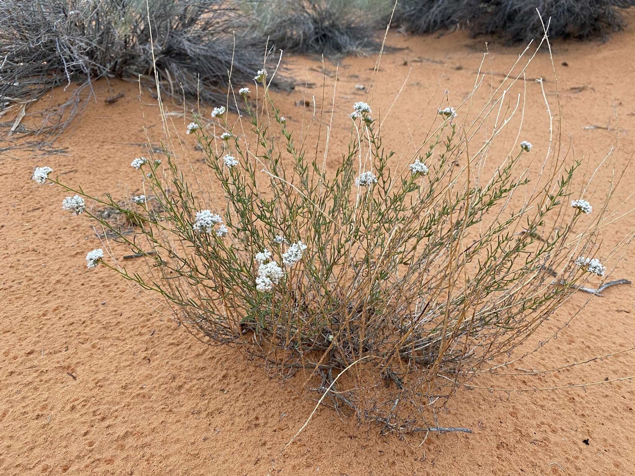 Plancia ëd Ipomopsis congesta subsp. frutescens (Rydb.) A. G. Day